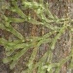 Attēlu rezultāti vaicājumam “Metzgeria furcata”