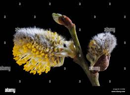 Attēlu rezultāti vaicājumam “Salix caprea male flower”