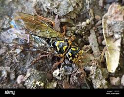 Attēlu rezultāti vaicājumam “Acantholyda posticalis”