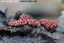 Attēlu rezultāti vaicājumam “Arcyria affinis young”