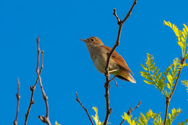 Image result for Cettia cetti