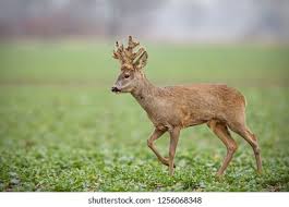 Attēlu rezultāti vaicājumam “Capreolus capreolus”