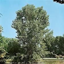 Attēlu rezultāti vaicājumam “Populus x berolinensis”