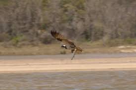 Image result for Pandion haliaetus