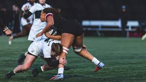 Attēlu rezultāti vaicājumam “Aranei exuvia”