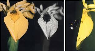 Attēlu rezultāti vaicājumam “Iris pseudacorus flower”