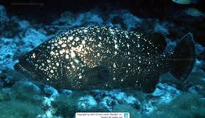 Image result for Hyporthodus niveatus