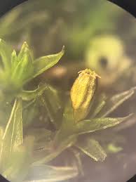 Attēlu rezultāti vaicājumam “Orthotrichum pumilum”