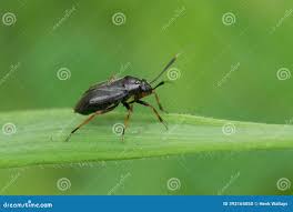 Attēlu rezultāti vaicājumam “Capsus ater imago”