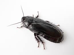 Image result for ゴキブリ報告所