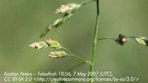 Attēlu rezultāti vaicājumam “Poa trivialis flower”