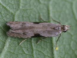 Attēlu rezultāti vaicājumam “Hypatima rhomboidella”