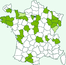 Attēlu rezultāti vaicājumam “Capua vulgana”