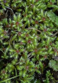 Attēlu rezultāti vaicājumam “Philonotis fontana”