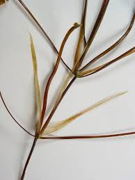 Attēlu rezultāti vaicājumam “Potamogeton natans leaf”