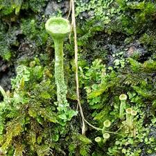 Attēlu rezultāti vaicājumam “Cladonia fimbriata”