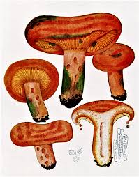 Attēlu rezultāti vaicājumam “Lactarius deliciosus”