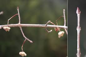 Attēlu rezultāti vaicājumam “Euonymus europaeus bud”
