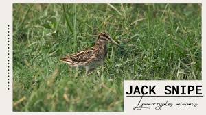 Image result for Lymnocryptes minimus