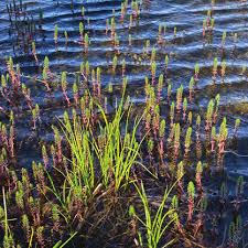 Attēlu rezultāti vaicājumam “Hamatocaulis lapponicus”
