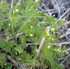 Attēlu rezultāti vaicājumam “Chaerophyllum aromaticum fruit”