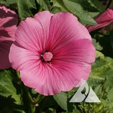 Image result for Lavatera trimestris