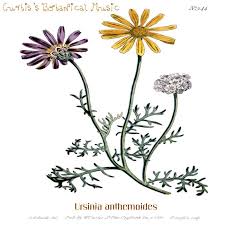 Attēlu rezultāti vaicājumam “Jovibarba globifera flower”