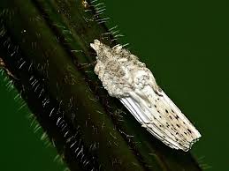 Attēlu rezultāti vaicājumam “Orthezia urticae”