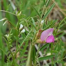 Attēlu rezultāti vaicājumam “Vicia hirsuta flower”