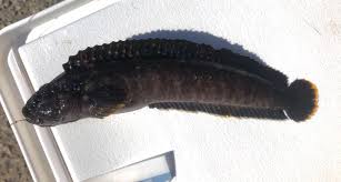 Image result for Leiostomus xanthurus