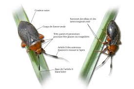 Attēlu rezultāti vaicājumam “Capsus ater”