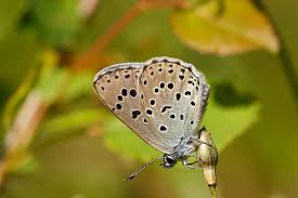 Attēlu rezultāti vaicājumam “Phengaris arion upperside”