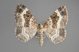 Attēlu rezultāti vaicājumam “Colostygia pectinataria female”