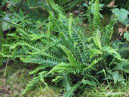 Attēlu rezultāti vaicājumam “Blechnum spicant”