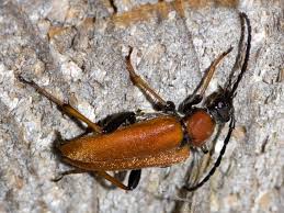 Attēlu rezultāti vaicājumam “Leptura rubra female”