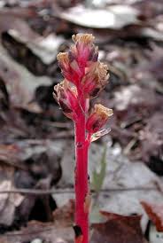 Attēlu rezultāti vaicājumam “Monotropa hypopitys bud”
