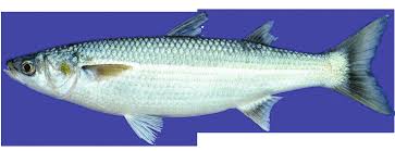 Image result for Chelon richardsonii