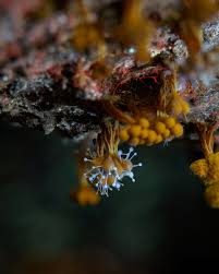 Attēlu rezultāti vaicājumam “Polycephalomyces tomentosus”