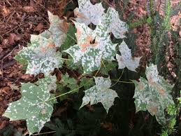 Attēlu rezultāti vaicājumam “Sawadaea tulasnei”