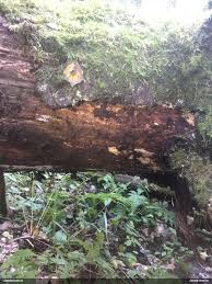 Attēlu rezultāti vaicājumam “Licea minima”