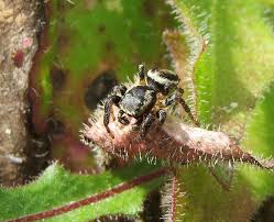 Attēlu rezultāti vaicājumam “Evarcha falcata male”