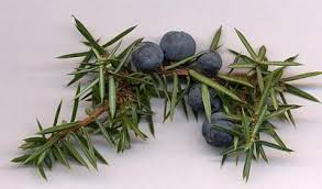 Attēlu rezultāti vaicājumam “Juniperus communis fruit”