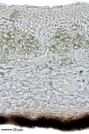 Attēlu rezultāti vaicājumam “Physconia detersa”