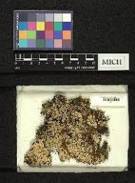 Attēlu rezultāti vaicājumam “Menegazzia terebrata”