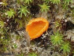 Attēlu rezultāti vaicājumam “Octospora humosa”