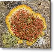 Attēlu rezultāti vaicājumam “Caloplaca saxicola”