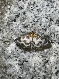 Attēlu rezultāti vaicājumam “Anania stachydalis”