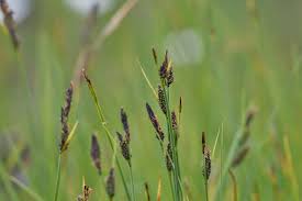 Attēlu rezultāti vaicājumam “Carex nigra”