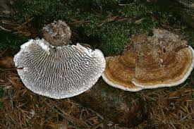 Attēlu rezultāti vaicājumam “Daedaleopsis confragosa”