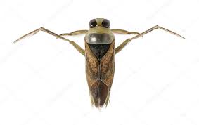 Attēlu rezultāti vaicājumam “Notonecta glauca”